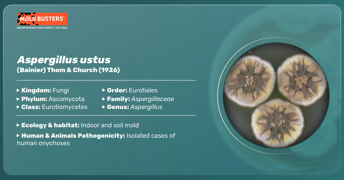 Aspergillus ustus Aspergillus ustus