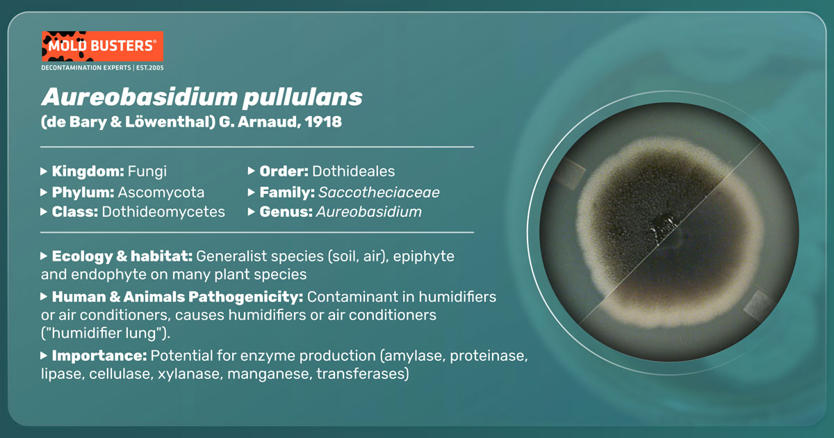 Aureobasidium pullulans Aureobasidium pullulans