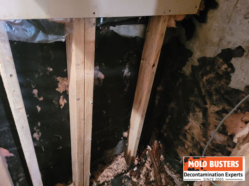 black mold on insulation