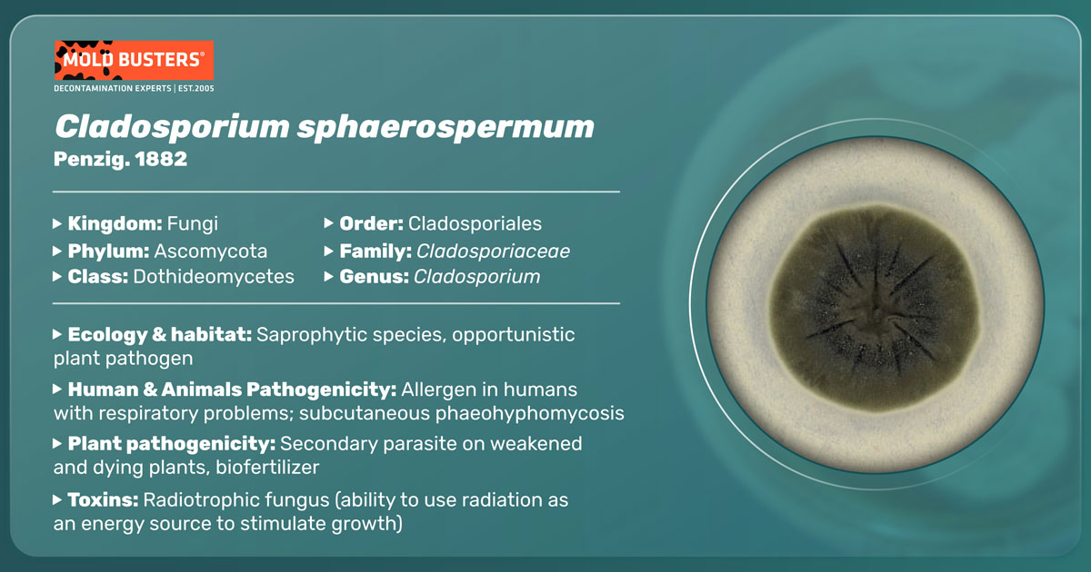 Cladosporium Sphaerospermum Habitat And Health Effects Mold Busters