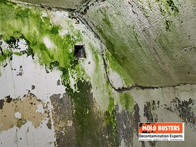 green mold on concrete walls