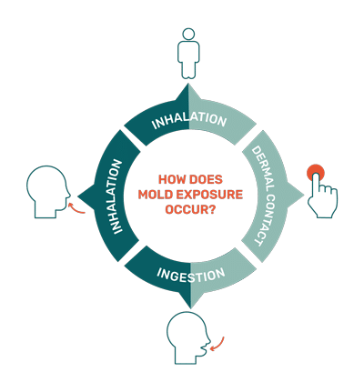 how does mold exposure occur