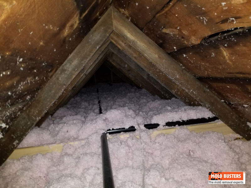 mold in attic insulation