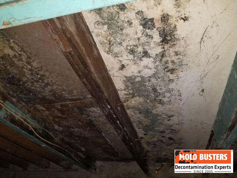 mold in crawl spaces insulation