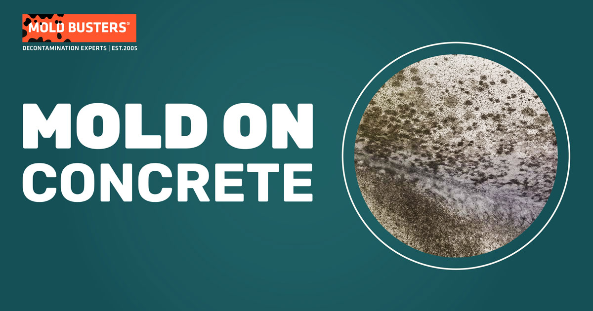 Mold on Concrete – How to Prevent and Get Rid of Mold on Concrete