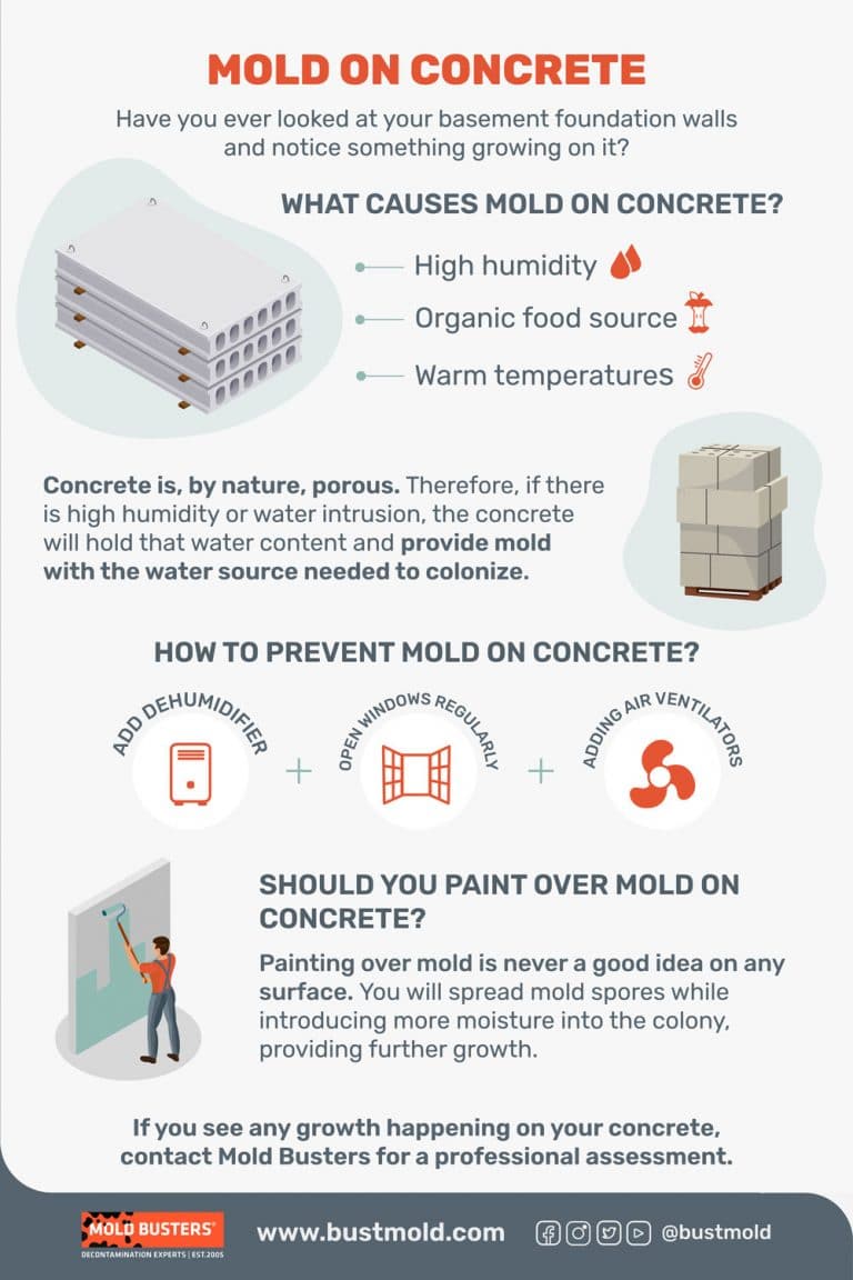 Guide to Mold on Concrete: Identification, Removal, and Prevention