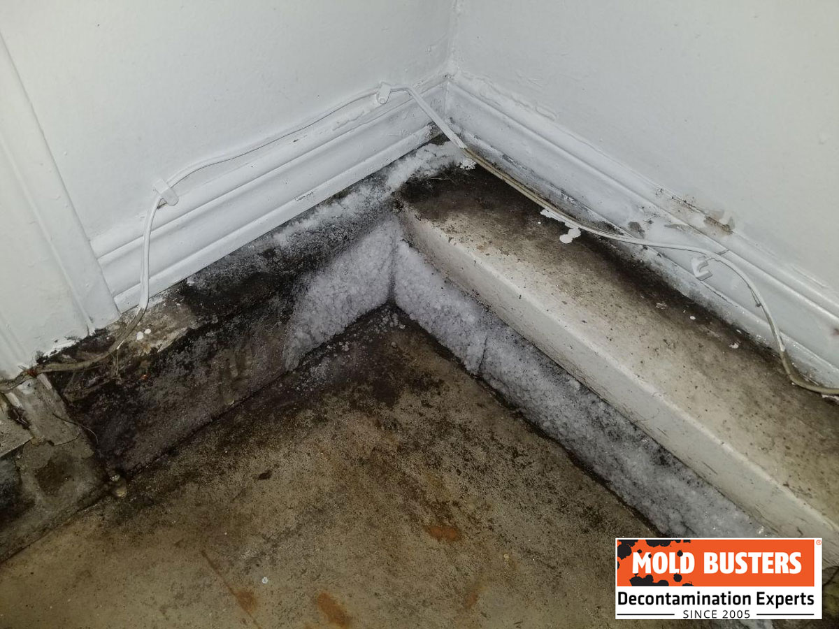 mold on concrete structural damage