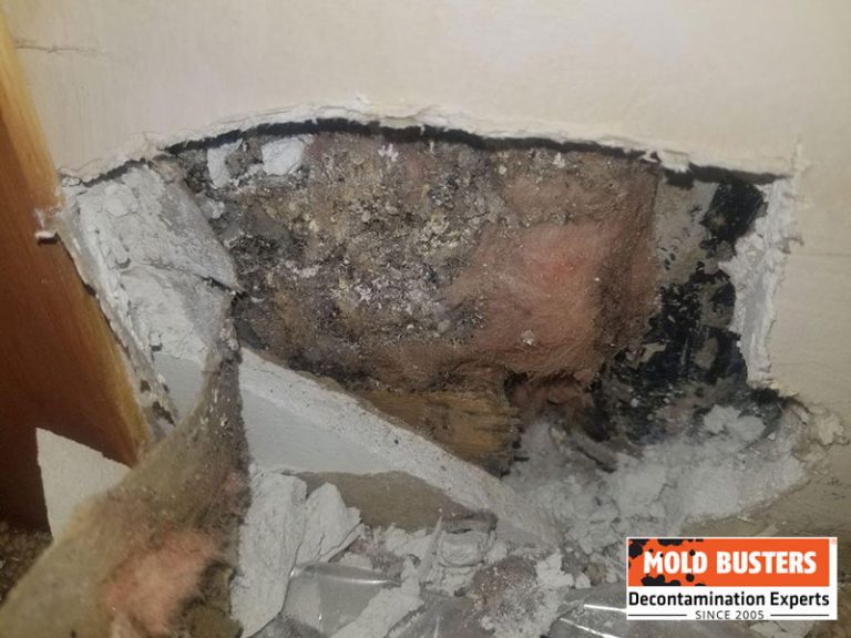 Mold on Insulation Ultimate Guide with All Questions Answered