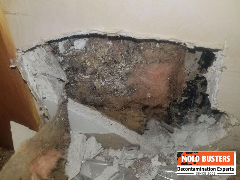 mold on fiberglass insulation