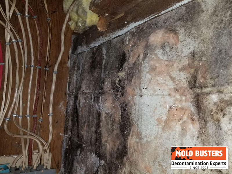 mold on insulation