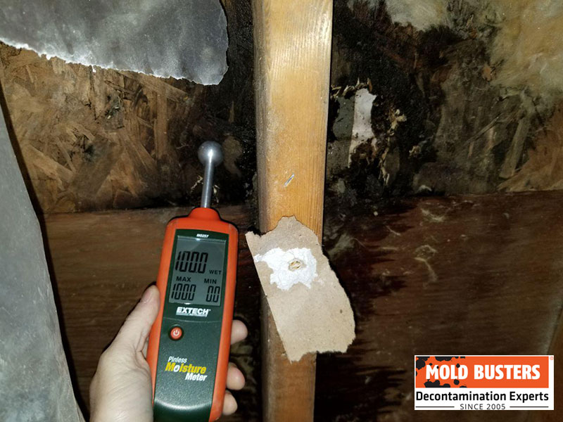 mold testing insulation