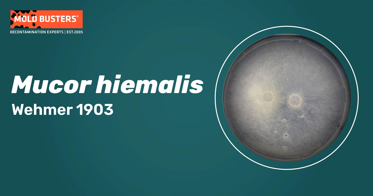 Mucor hiemalis Mucor hiemalis