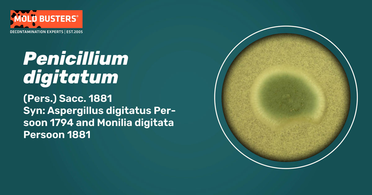 Penicillium digitatum