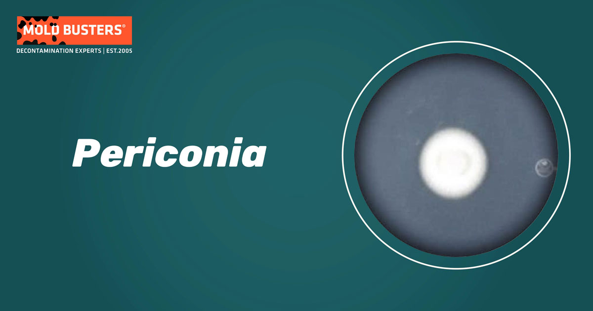 Periconia Periconia