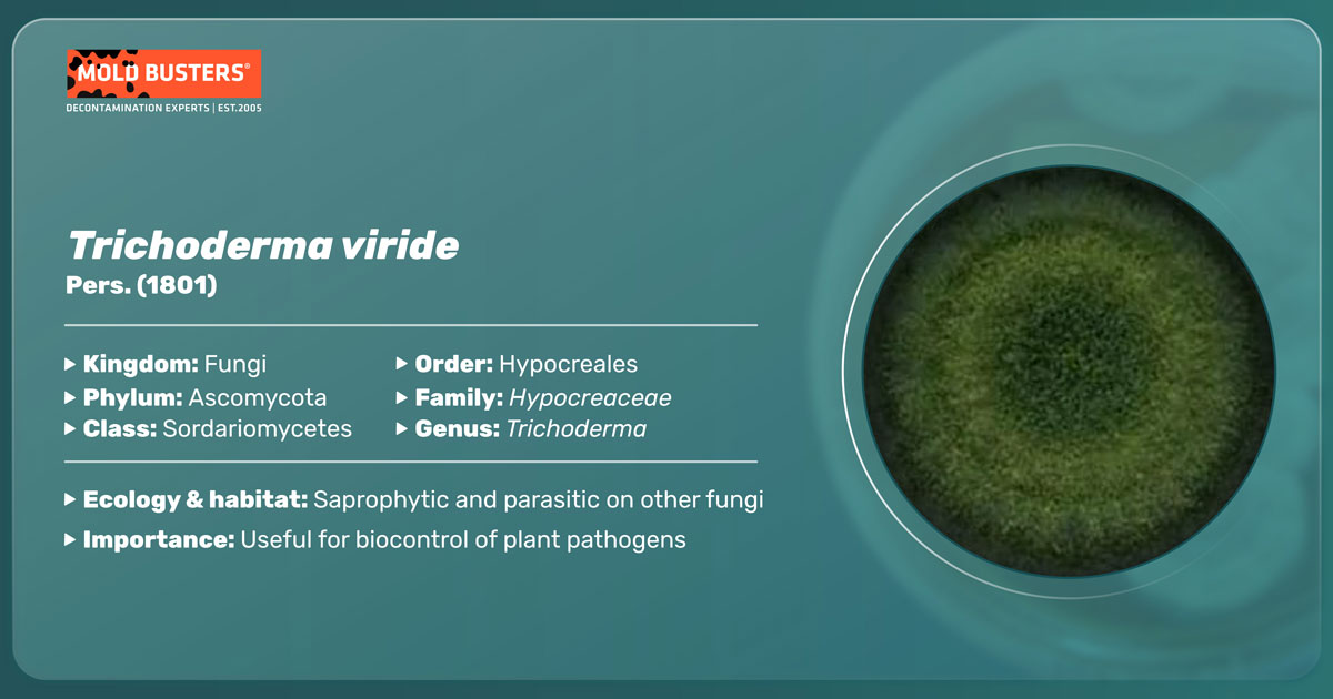 Trichoderma viride Trichoderma viride