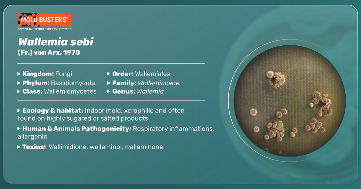 Wallemia sebi Wallemia sebi