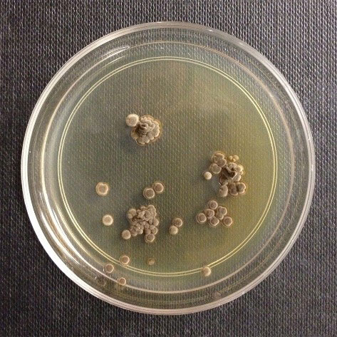 wallemia sebi colonies