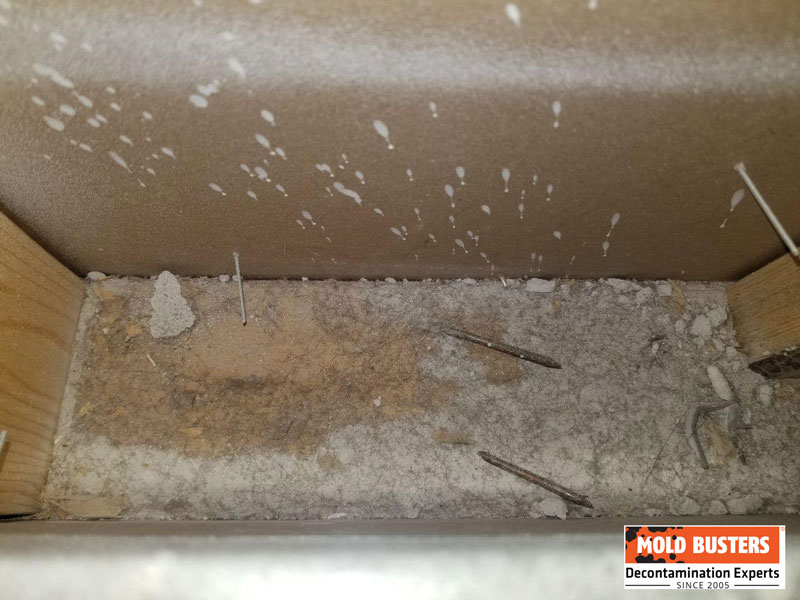 white mold on drywall