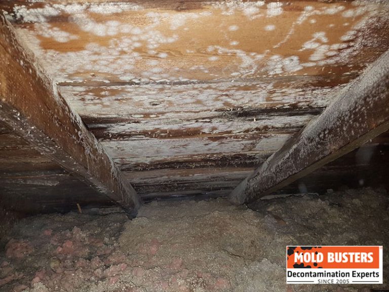 Mold on Insulation Ultimate Guide with All Questions Answered