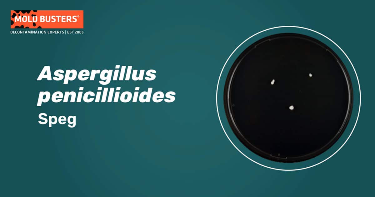 Aspergillus penicillioides