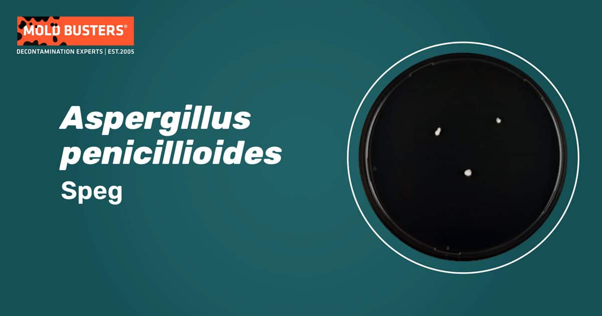 Aspergillus penicillioides Aspergillus penicillioides