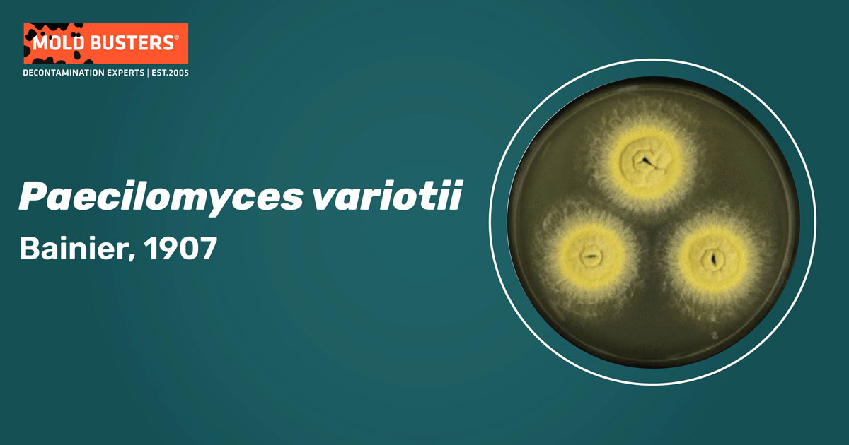 Paecilomyces variotii Paecilomyces variotii