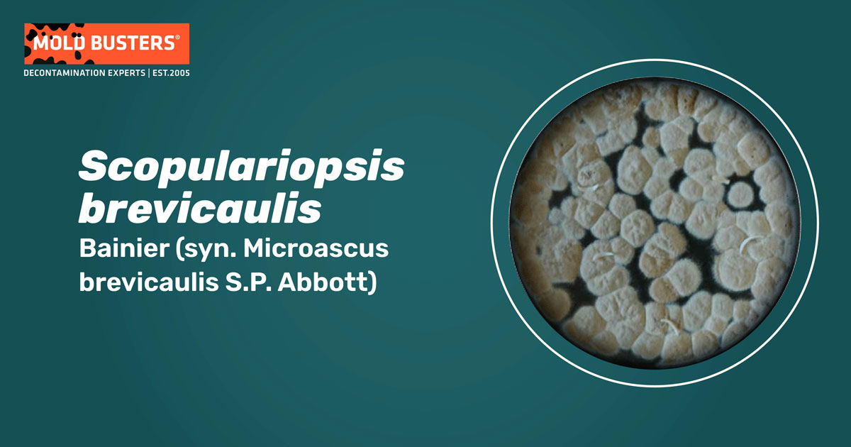 Scopulariopsis brevicaulis Scopulariopsis brevicaulis