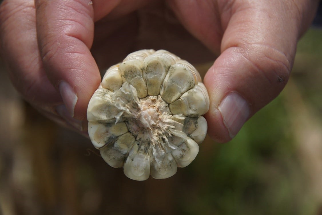 Aspergillus flavus on maze