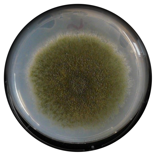 Aspergillus nidulans with green spores grown in laboratory conditions