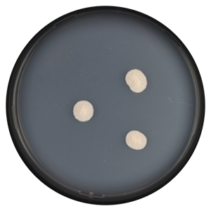 Aspergillus restrictus growing on CYA media