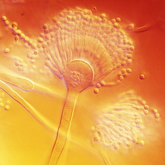 Aspergillus terreus conidiophore