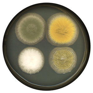 Aspergillus