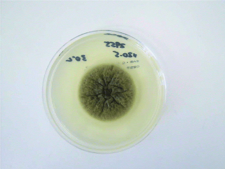 Colony of Pithomyces chartarum on Sabouard dextrose agar with chloramphenicol after 8 days