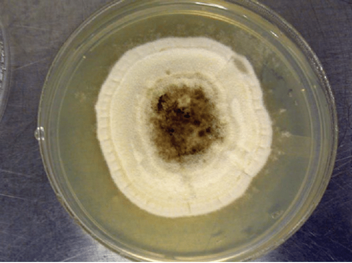 Colony of Pithomyces sp. on potatodextrose agar