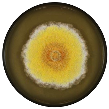 Eurotium chevalieri colony on Malt yeast extract agar + 20% sucrose, after one week of incubation at 20°C (68 °F)