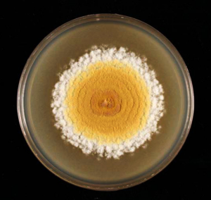 Malbranchea sp. colony on nutrient medium