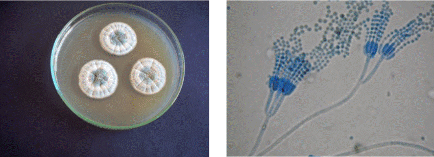 Penicillium corylophilum colony on CYA medium (left) and its microscopic image (right)