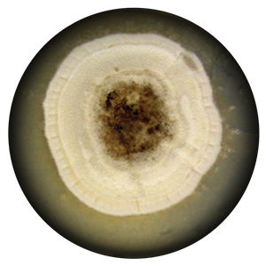 Pithomyces