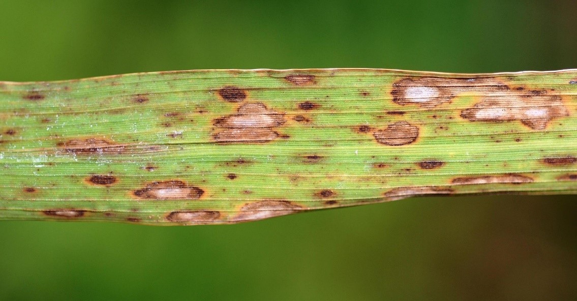 Symptoms of Cochliobolus miyabeanus on rice