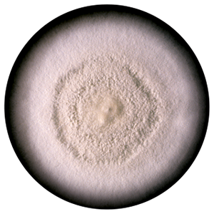 Chrysosporium