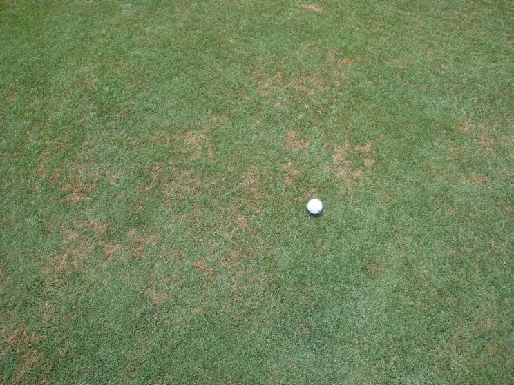 Turfgrass symptoms