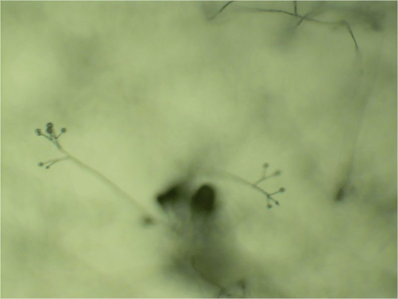 Verticillium conidiophores