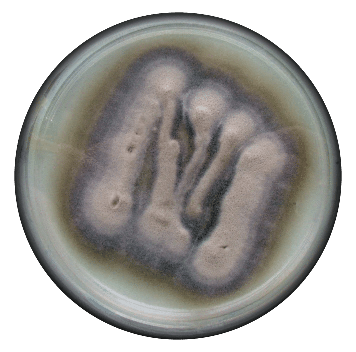 Verticillium theobromae culture