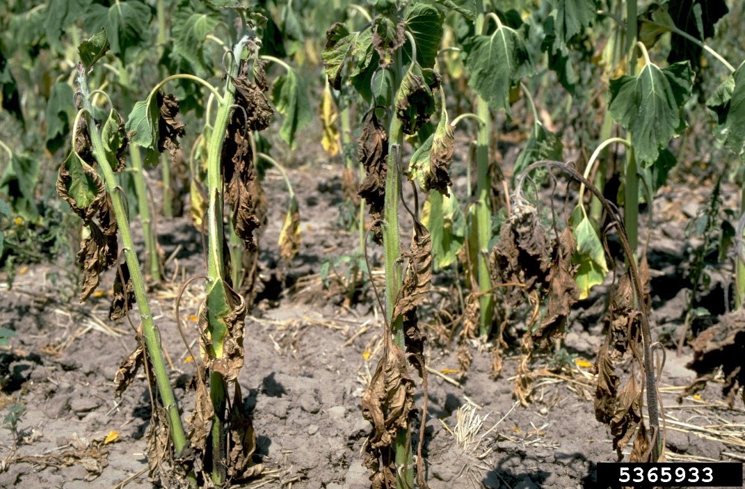 Verticillium wilt symptoms