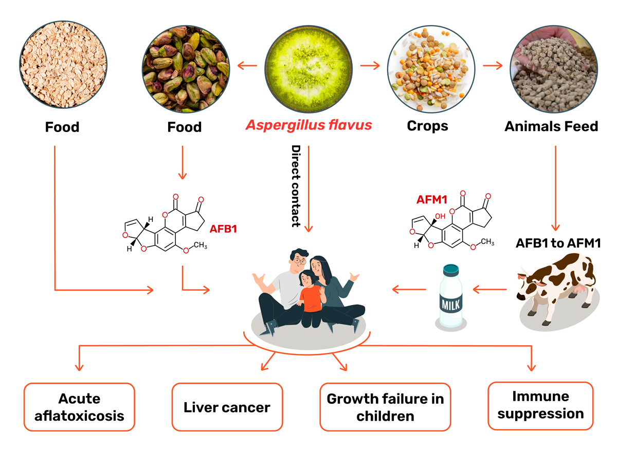 aflatoxin contamination routes