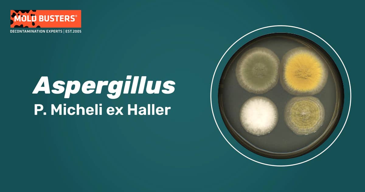 Aspergillus