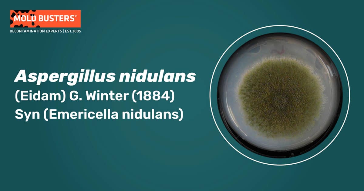 Aspergillus nidulans Aspergillus nidulans