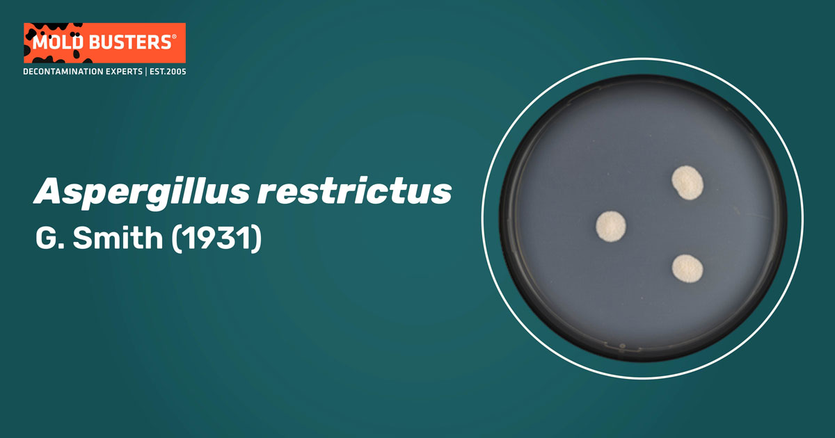 Aspergillus restrictus Aspergillus restrictus