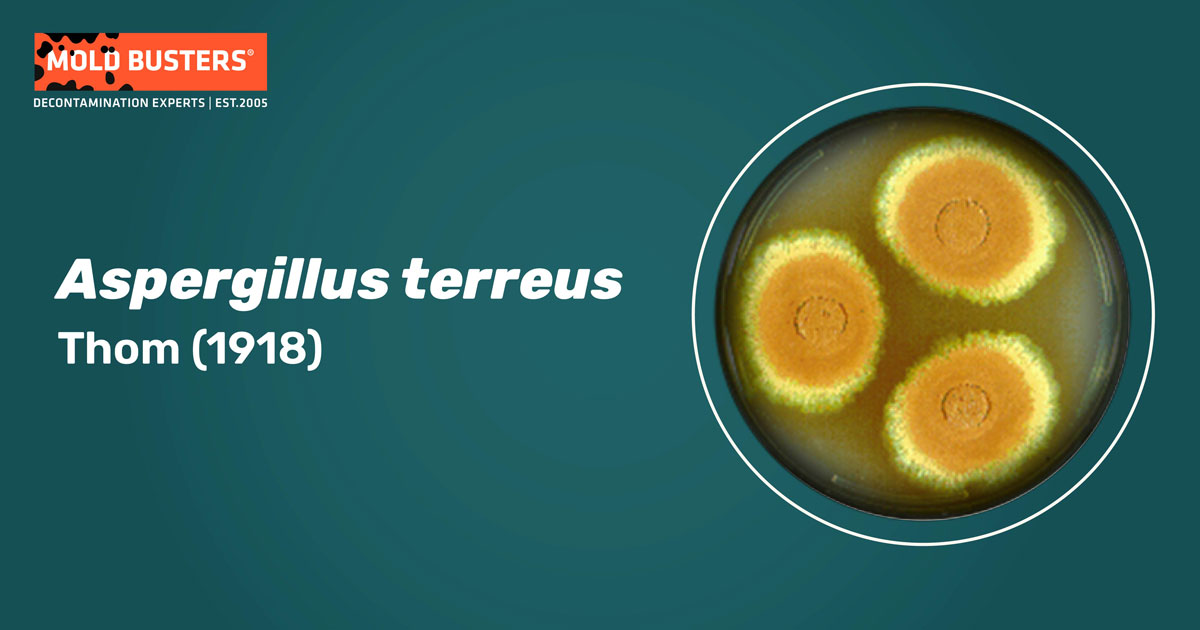 Aspergillus terreus Aspergillus terreus