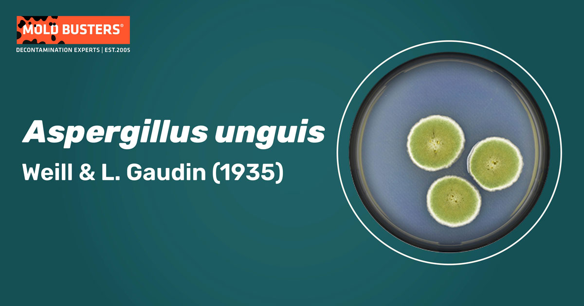 Aspergillus unguis Aspergillus unguis